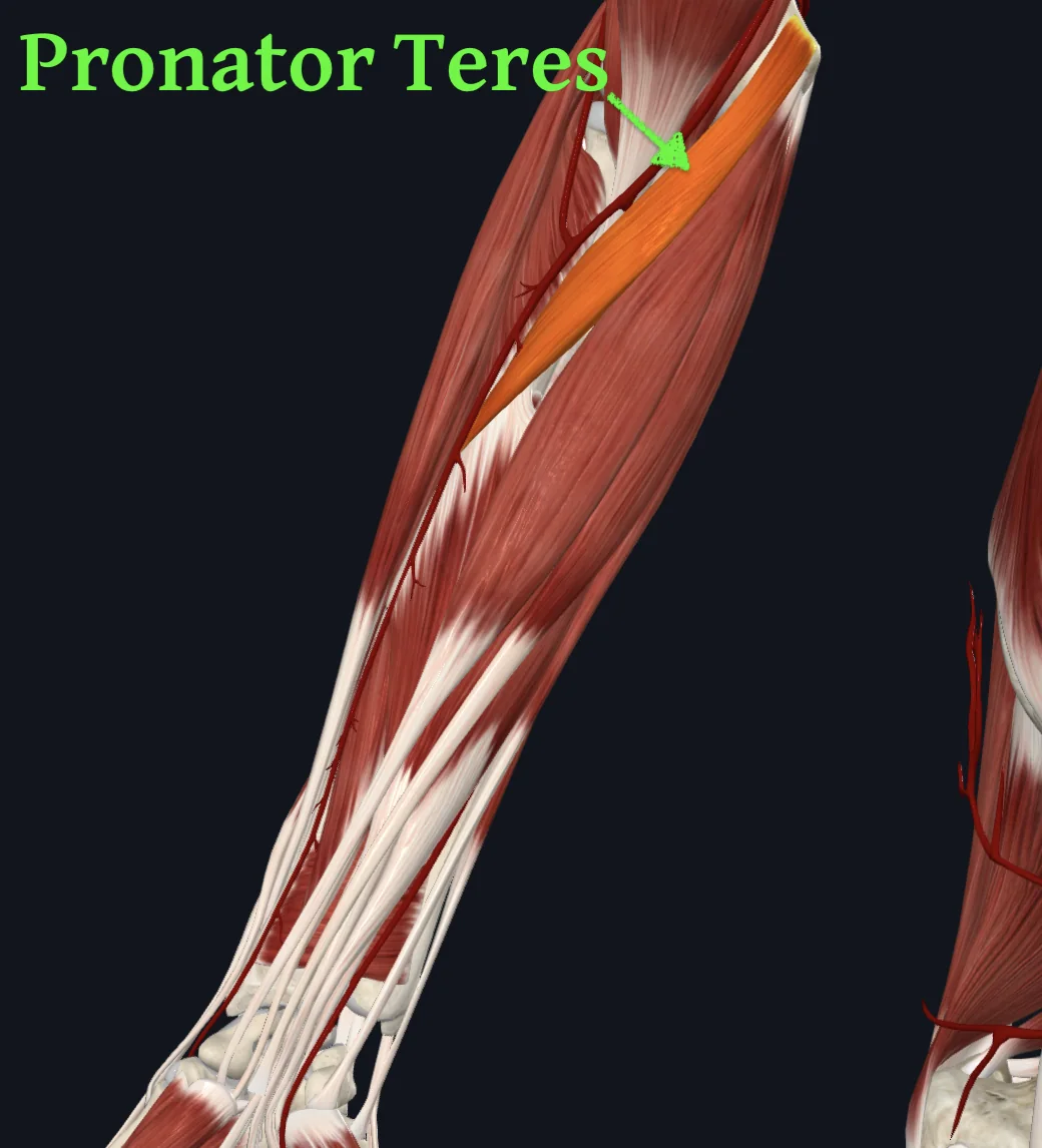 Pronator teres muscle