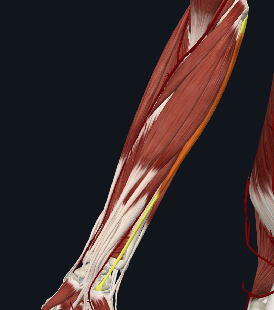 Flexor carpi ulnaris muscle