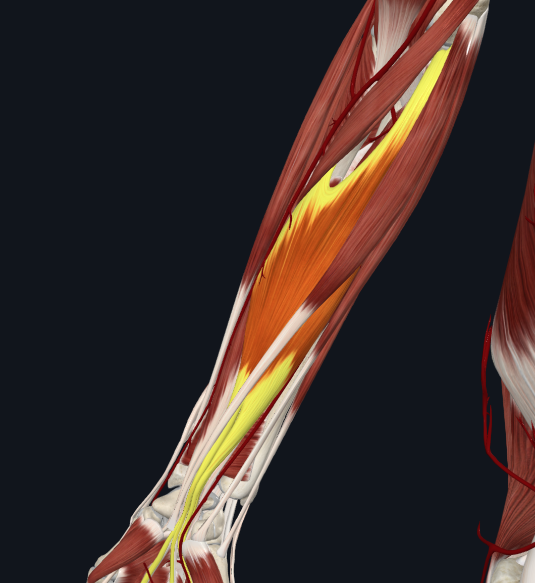 Flexor Digitorum Superficialisxt