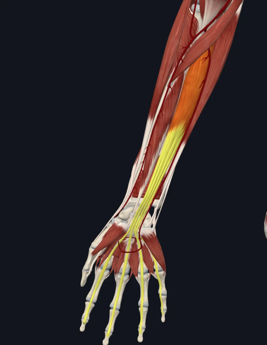 Flexor digitorum profundus muscle