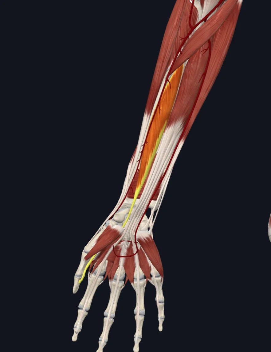 Flexor pollicis longus muscle