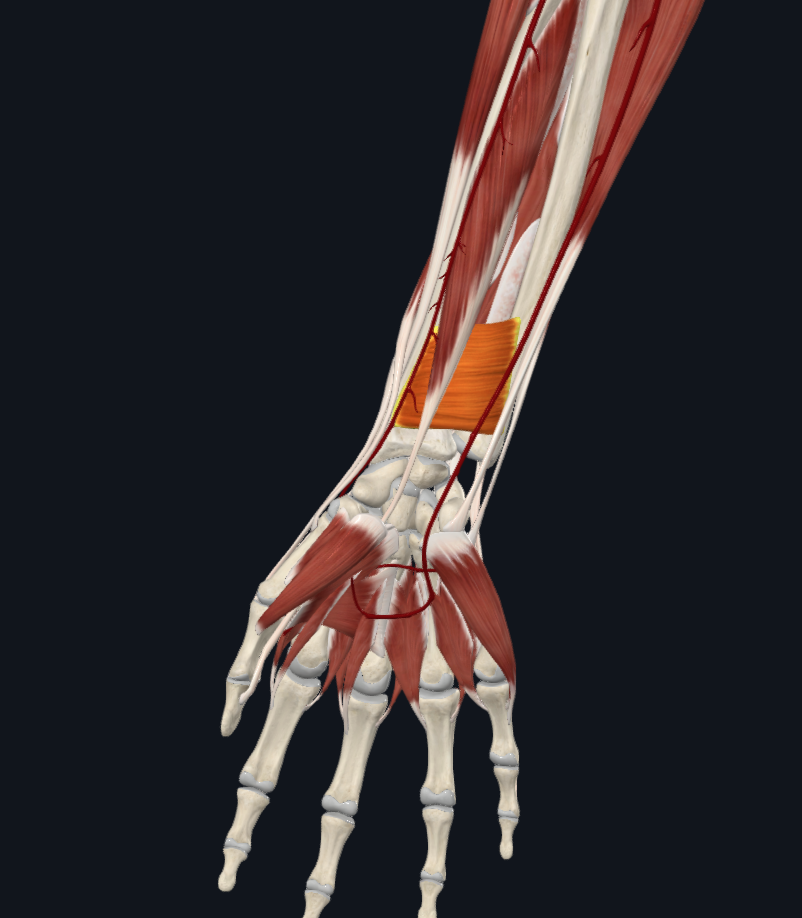 Pronator quadratus muscle