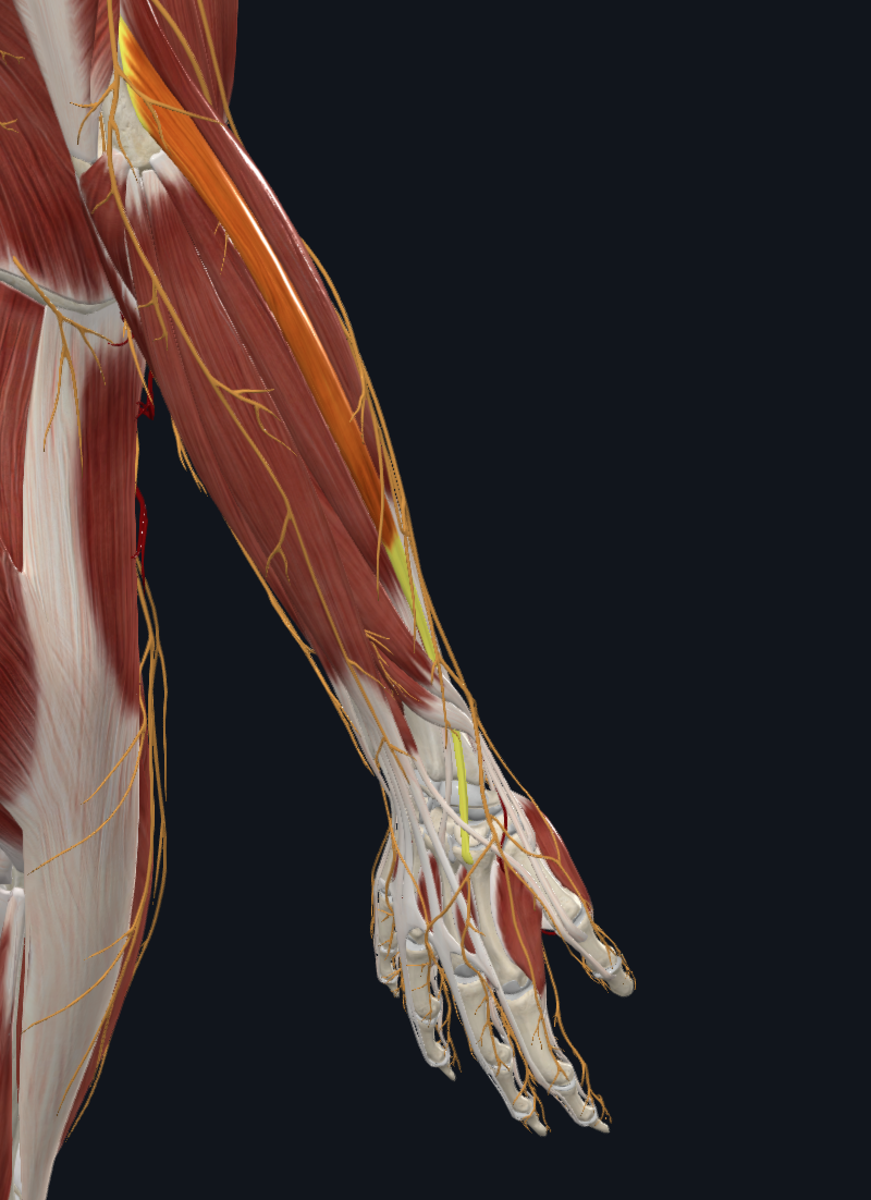 Extensor carpi radialis longus muscle
