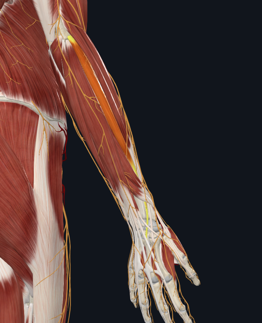 Extensor carpi radialis brevis muscle