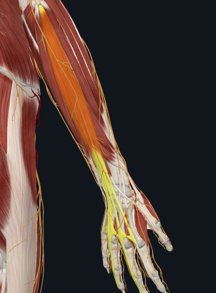 Extensor digitorum muscle