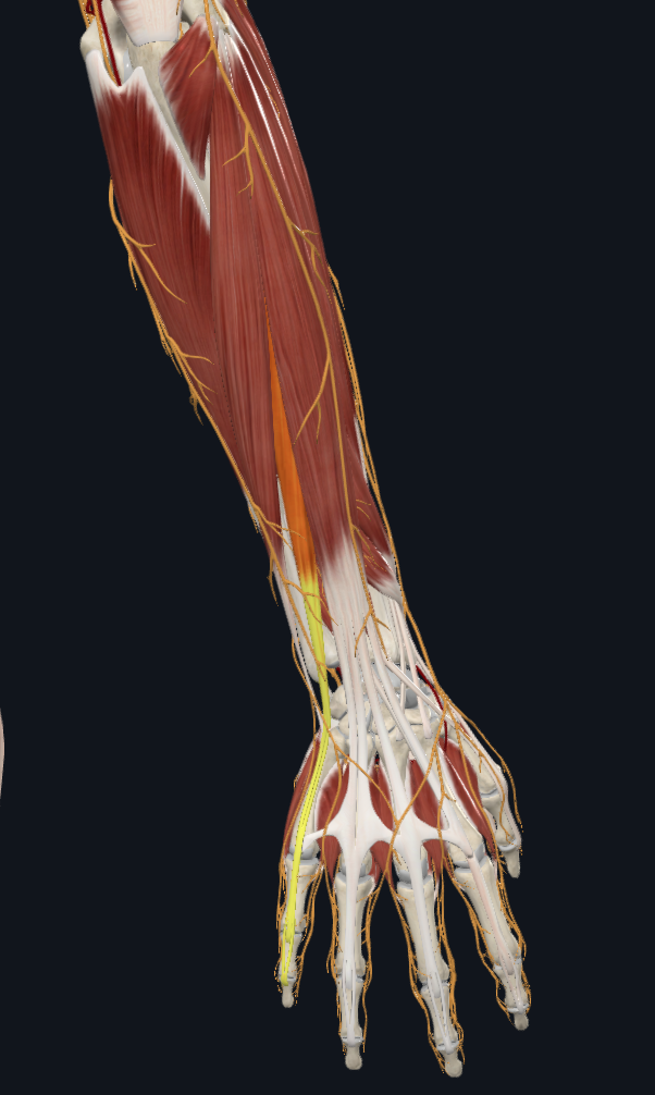 Extensor digiti minimi muscle