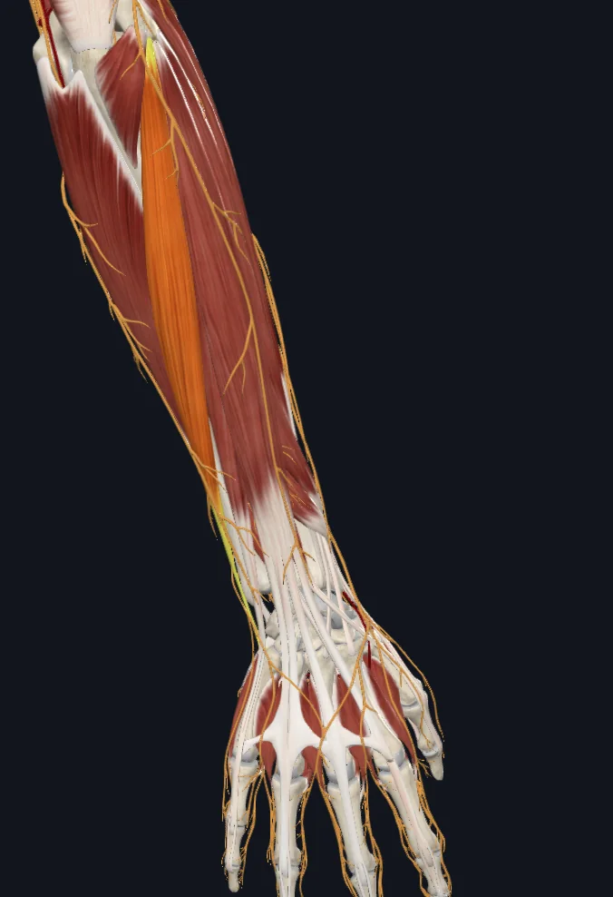 Extensor carpi ulnaris muscle