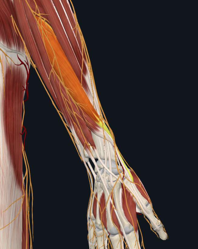 Abductor pollicis longus muscle (right)