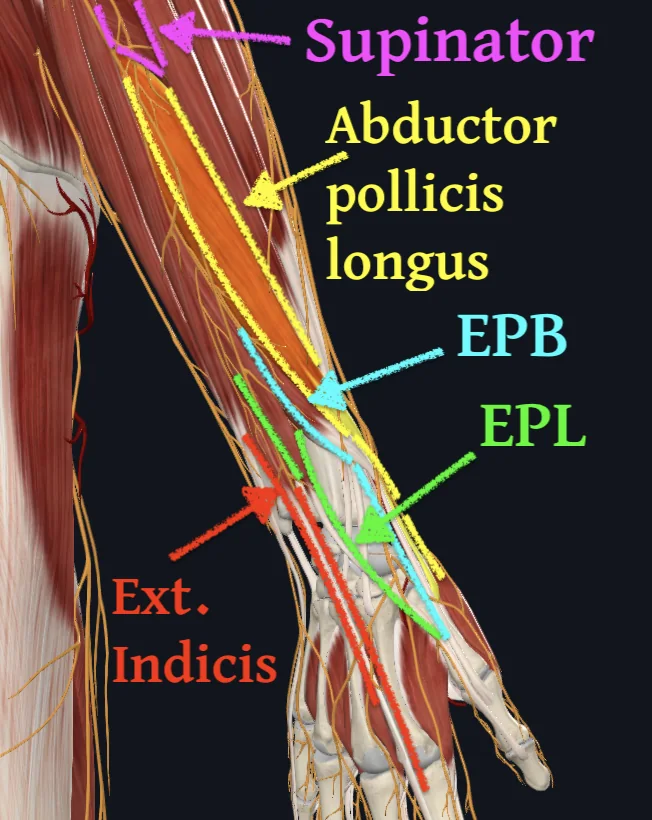 Abductor pollicis longus muscle (right)