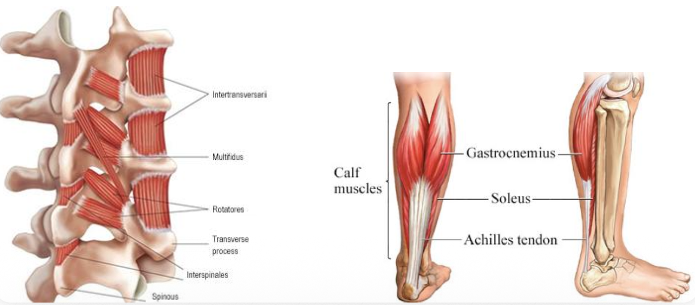 Red and white muscles