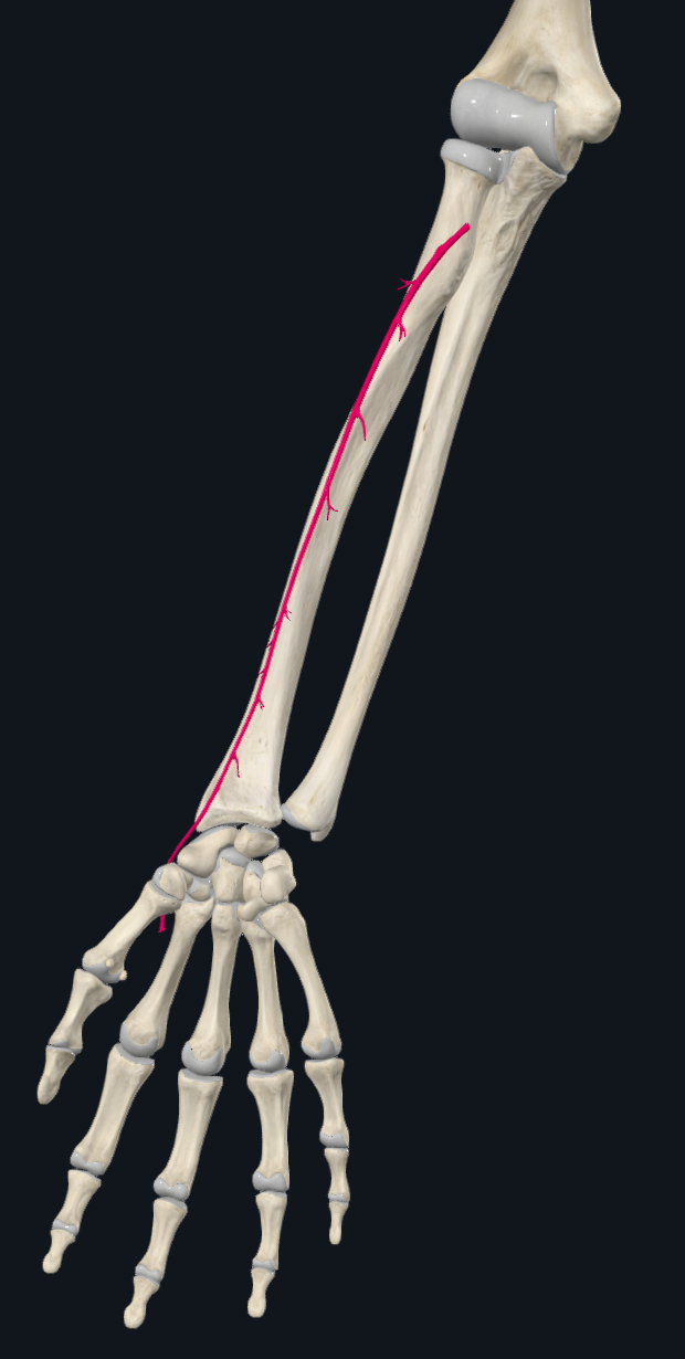 Radial Artery (Right)