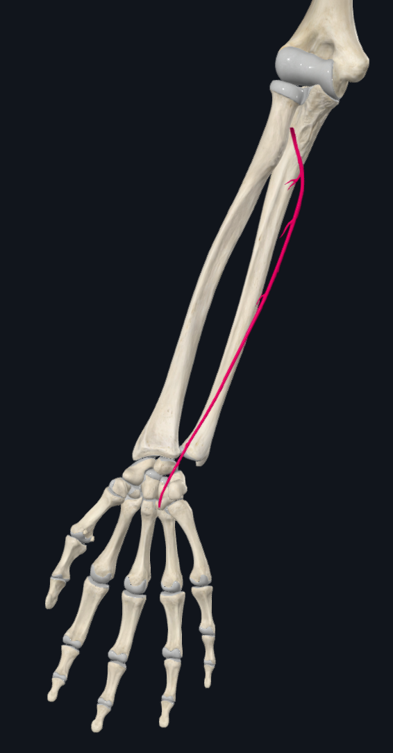 Ulnar Artery