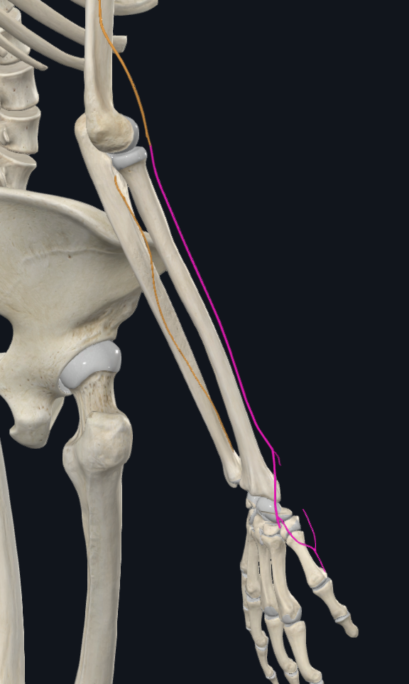 Superficial Branch of Radial Nerve (Right)