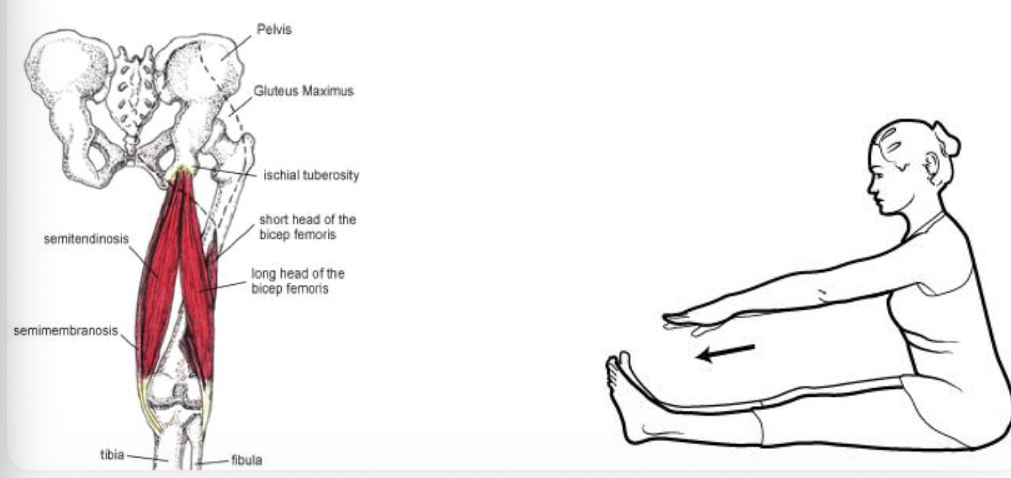 red mucle, mixed muscle and white muscle