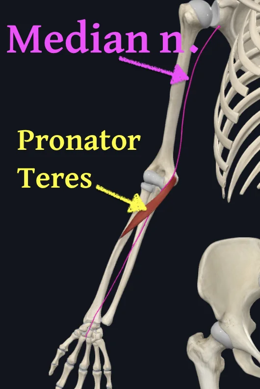 Median Nerve