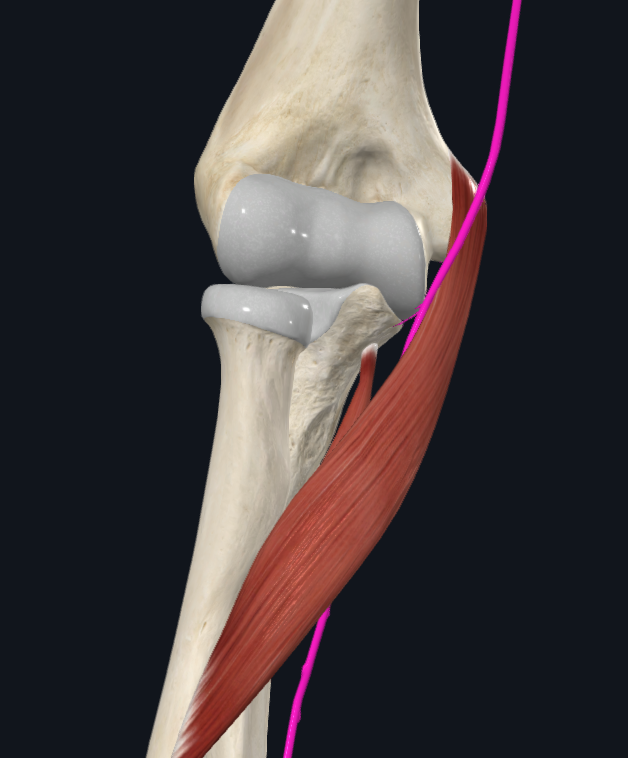 Median nerve between Pronator Teres (Right)