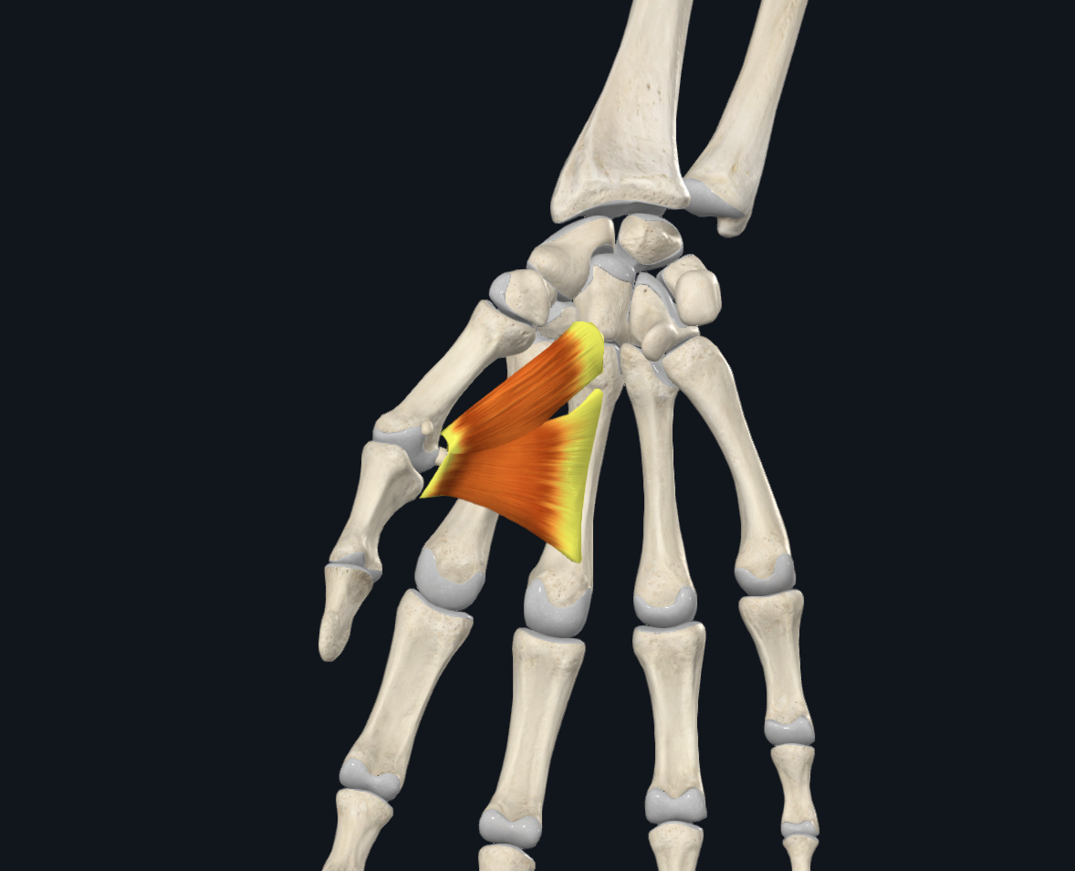 Adductor Pollicis (Right)