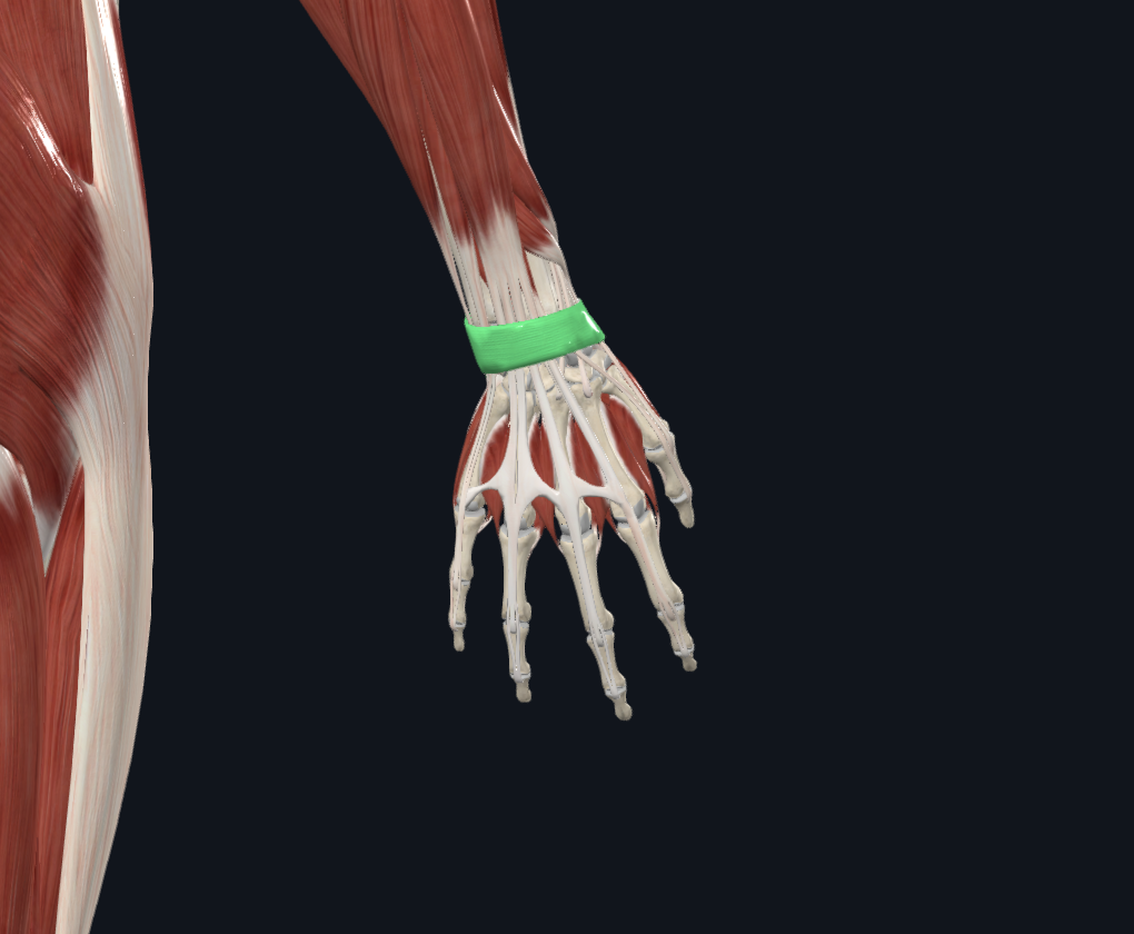 Extensor Retinaculum of Wrist (Right)