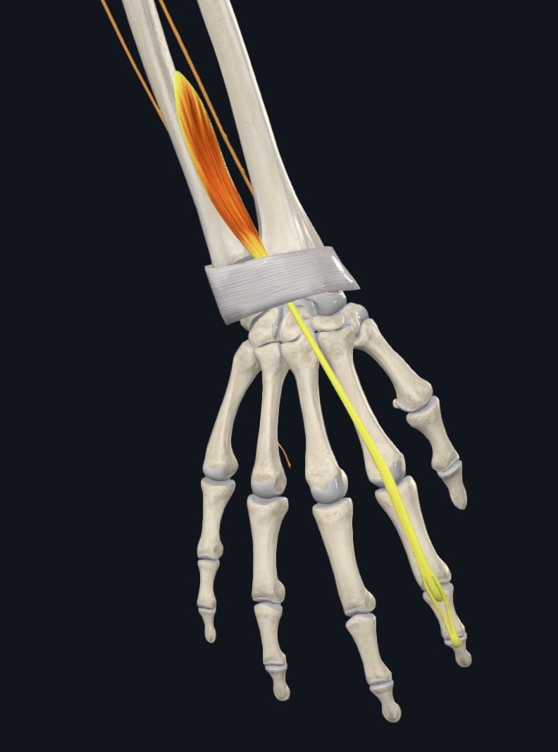 Extensor indicis muscle (right)