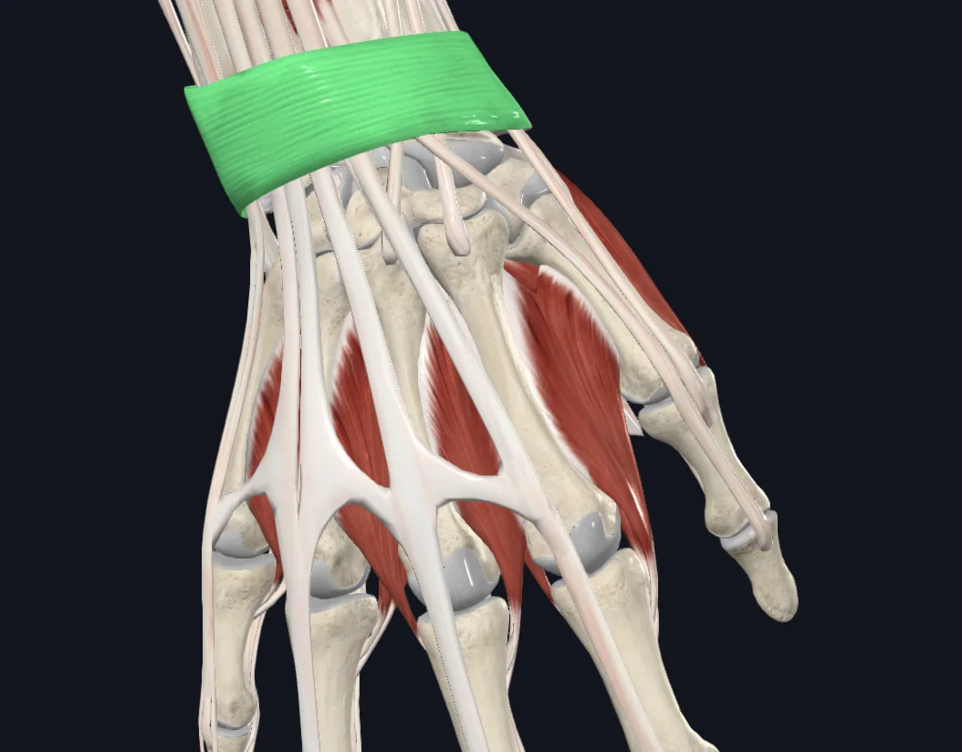 Extensor Retinaculum of Wrist (Right)