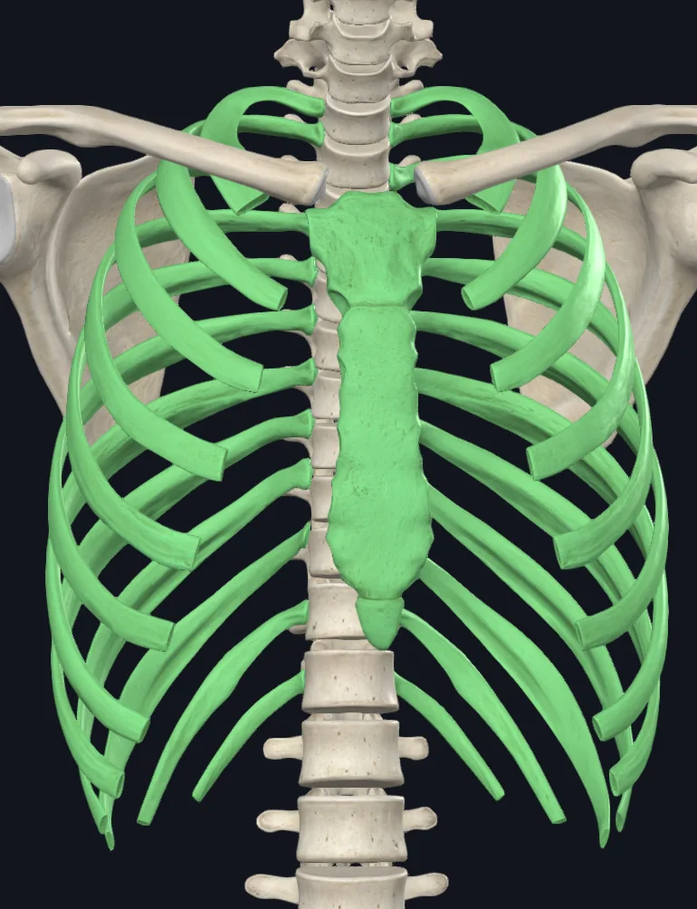 Thorax Cage