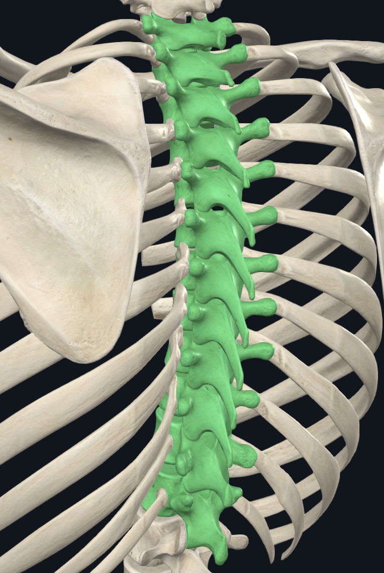 Thoracic Vertebrae