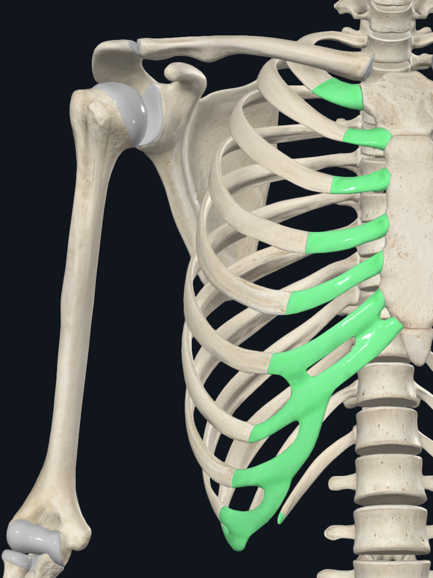 Costal Cartilages (Right)
