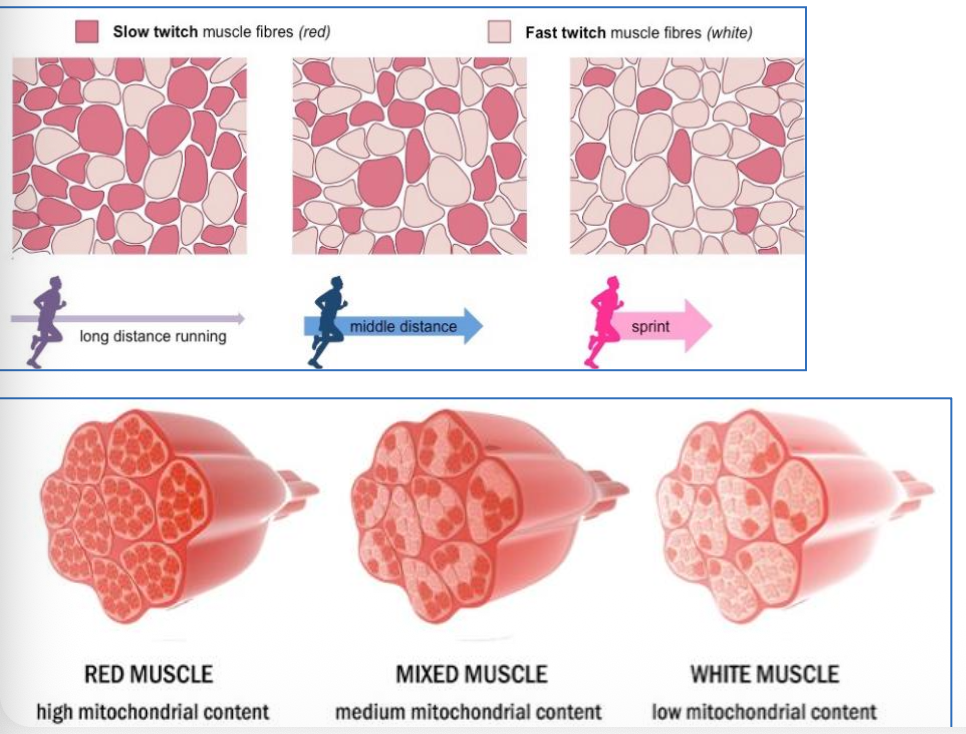 white and red fibers