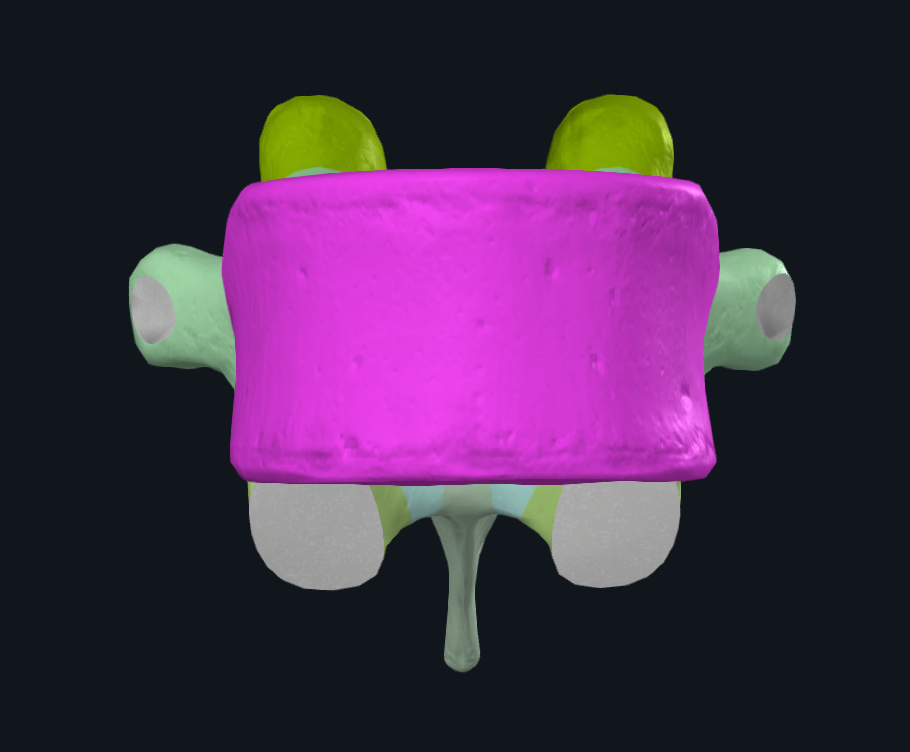 Vertebral Body of Tenth Thoracic Vertebra - front