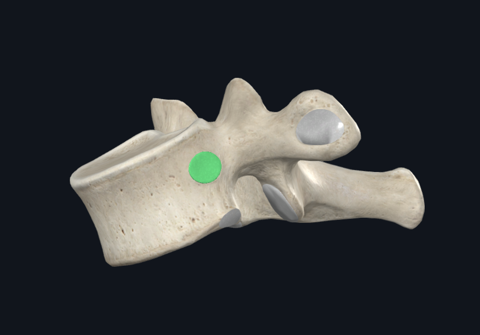 Superior Costal Facet of First Thoracic Vertebra (Left)