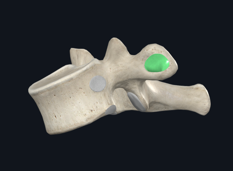 Transverse Costal Facet of First Thoracic Vertebra (Left)