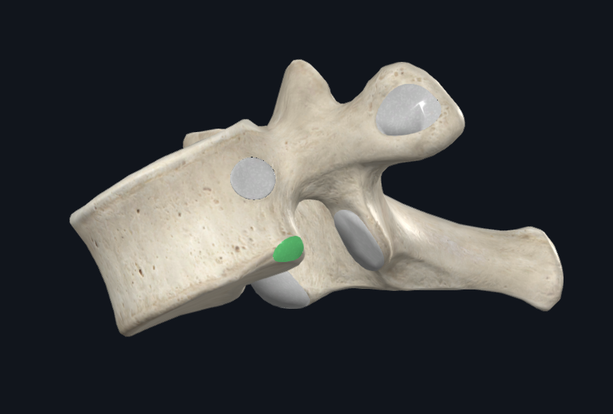 Inferior Costal Facet of First Thoracic Vertebra (Left)