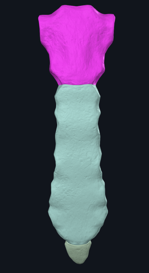 Manubrium of Sternum Manubrium sterni