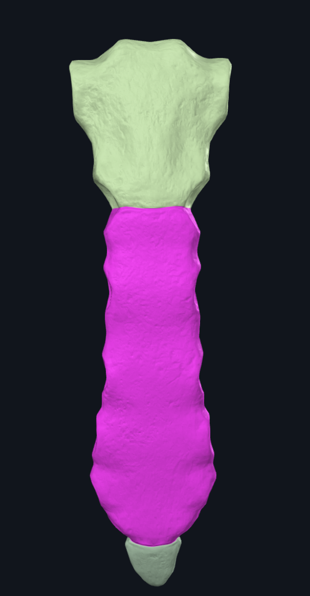 Body of Sternum Corpus sterni