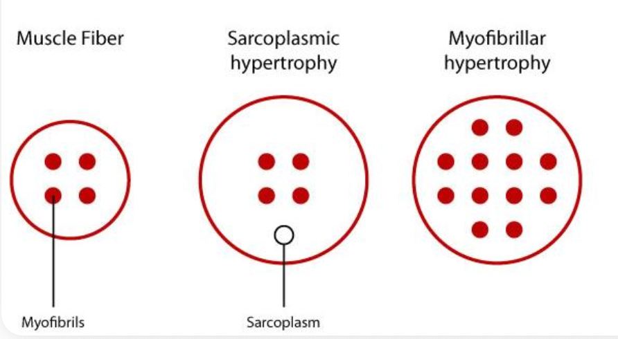 Hypertrophy
