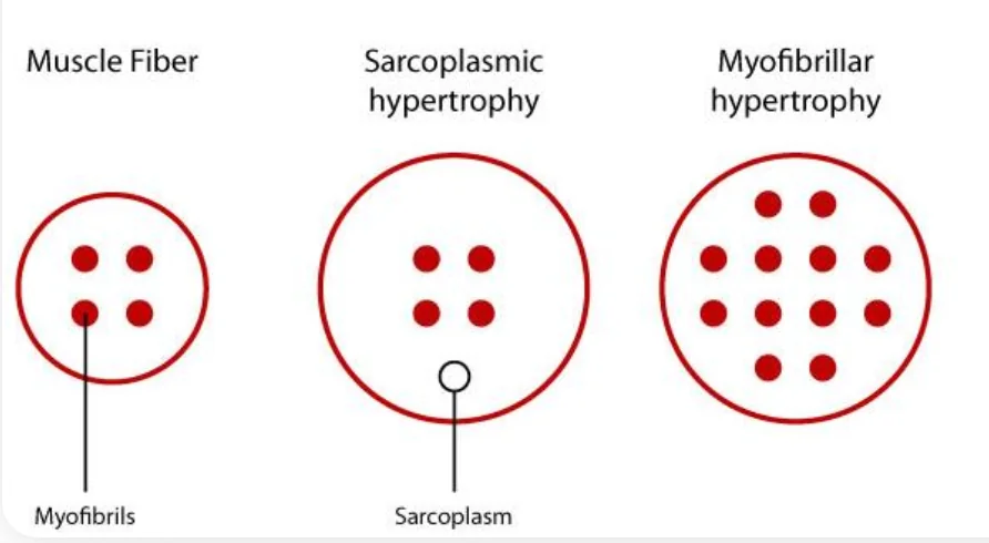 Hypertrophy