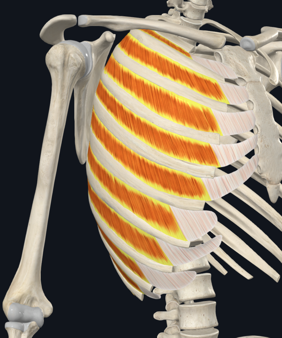 External Intercostal Muscles (Right)