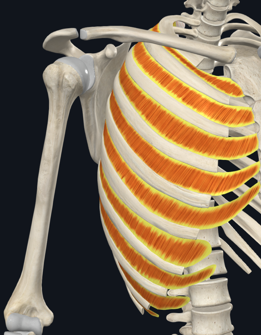 Internal Intercostal Muscles (Right)