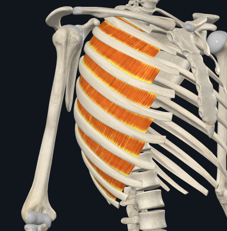Innermost Intercostal Muscles (Right)