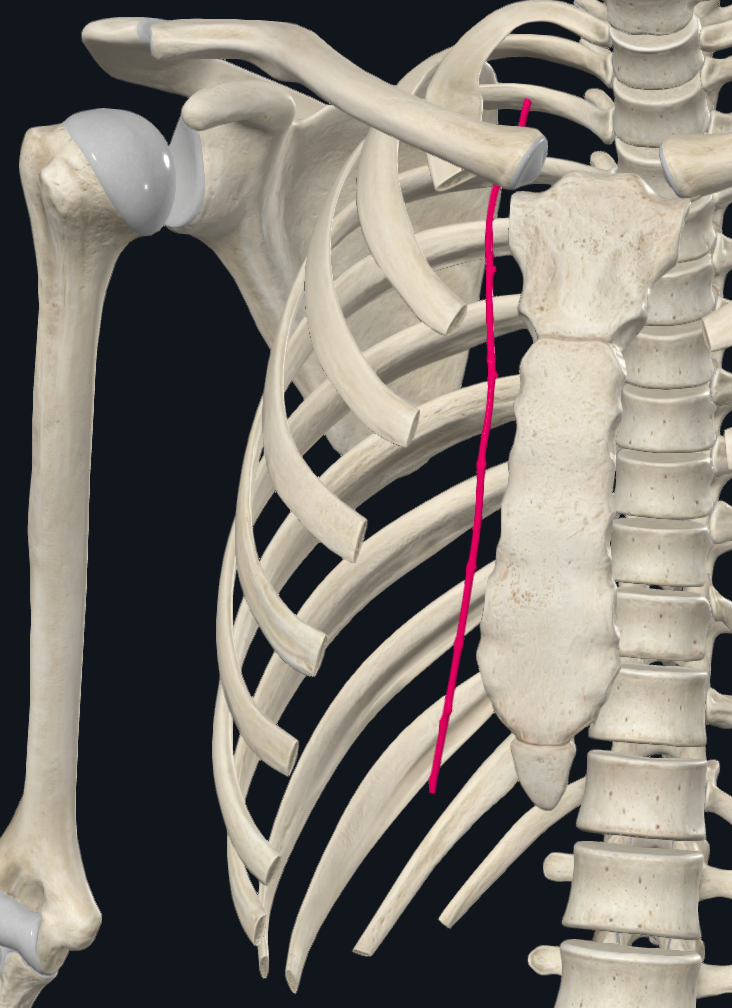 Internal Thoracic Artery (Right)