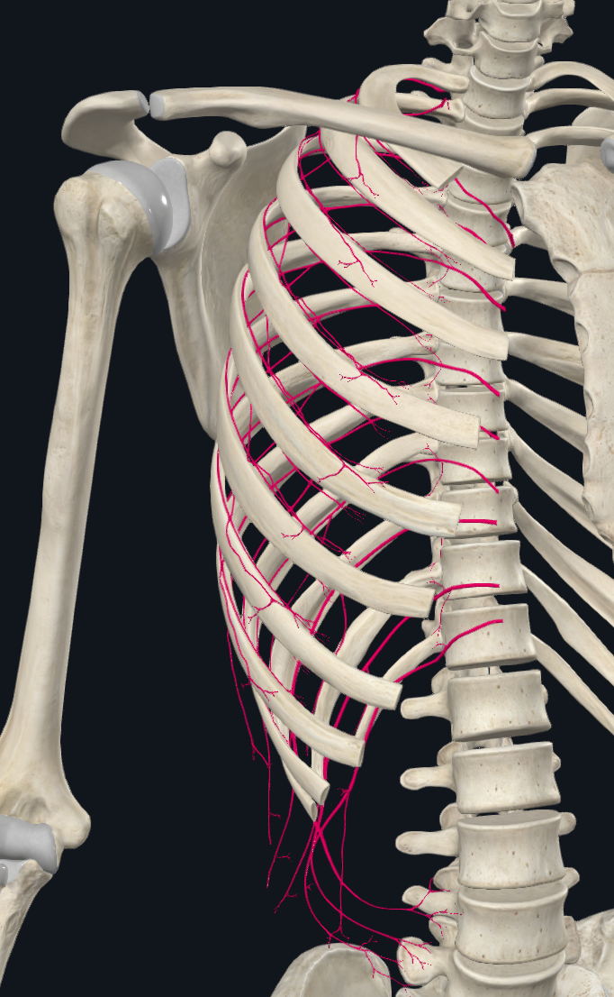 Posterior Intercostal Arteries (Right)