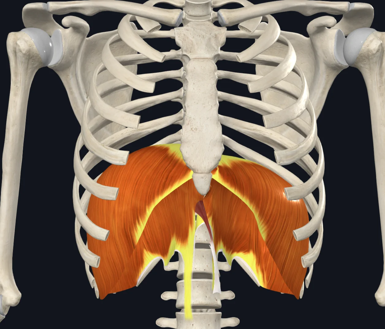 Diaphragm