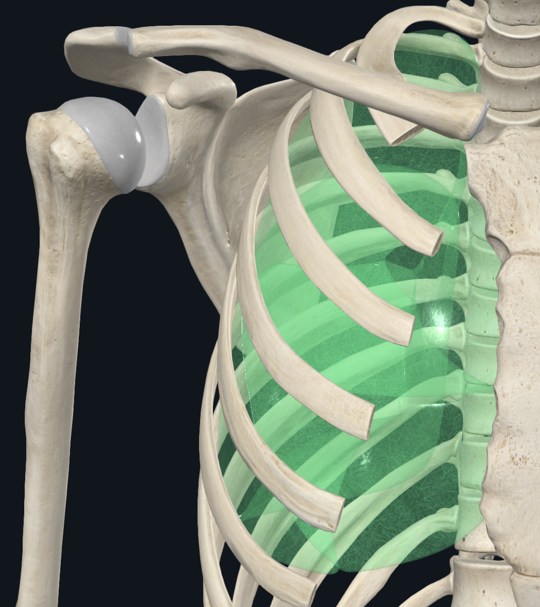 Visceral Pleura (Right Lung)