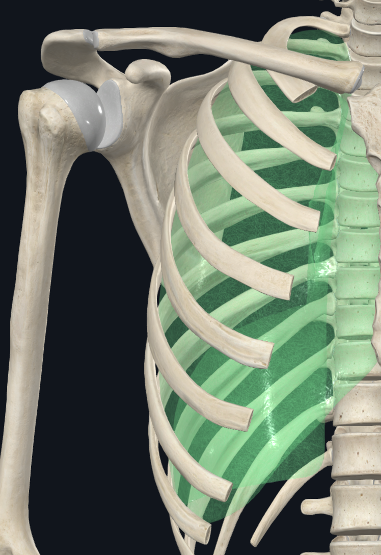 Parietal Pleura (Right Lung)