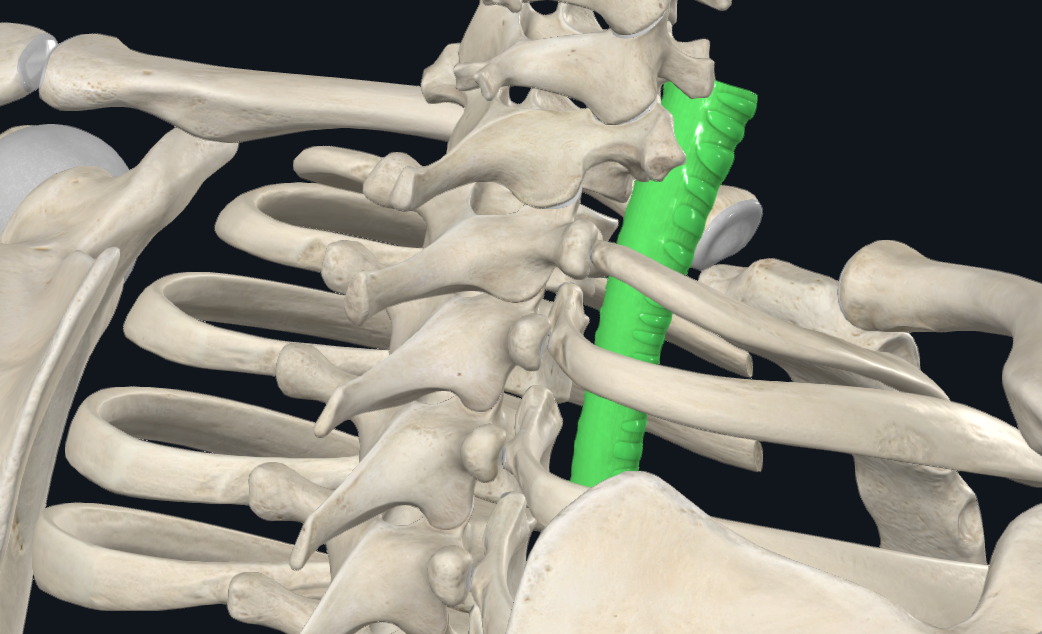 Trachea - from the back