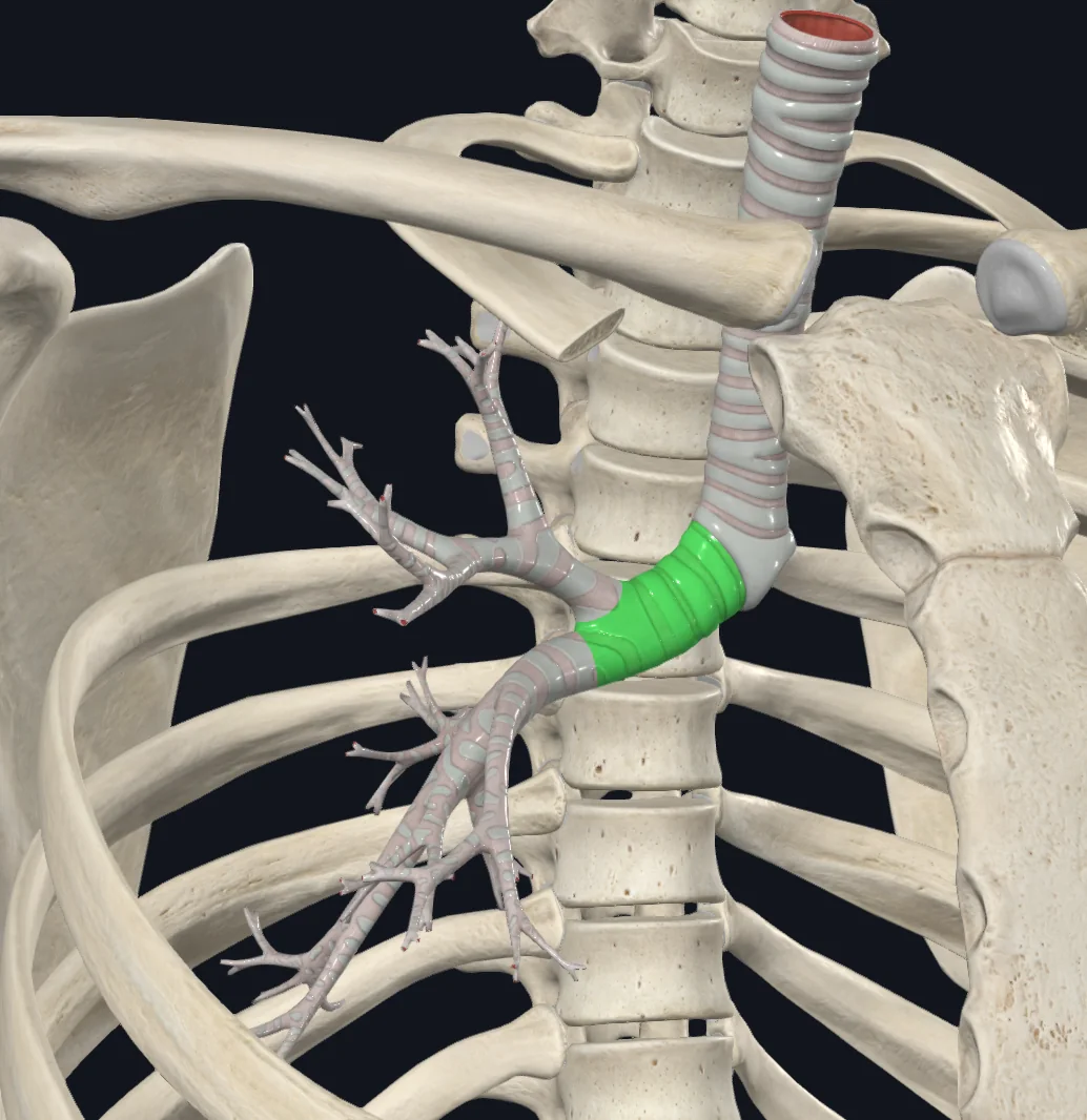 Right Main Bronchus