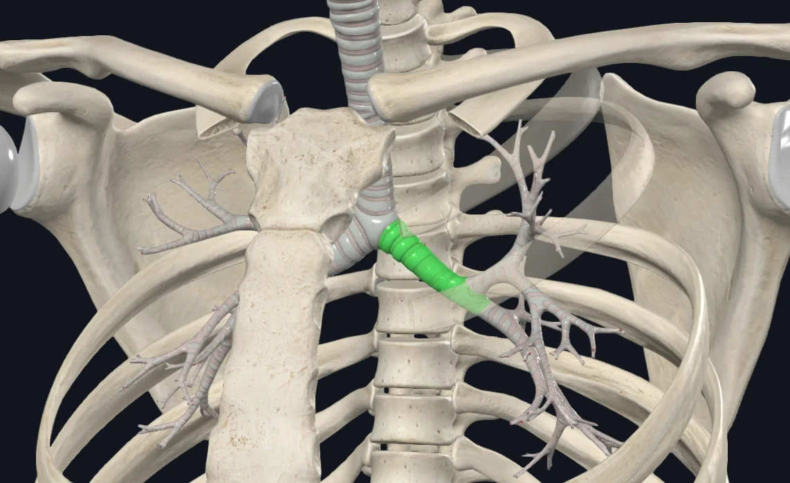 Left Main Bronchus