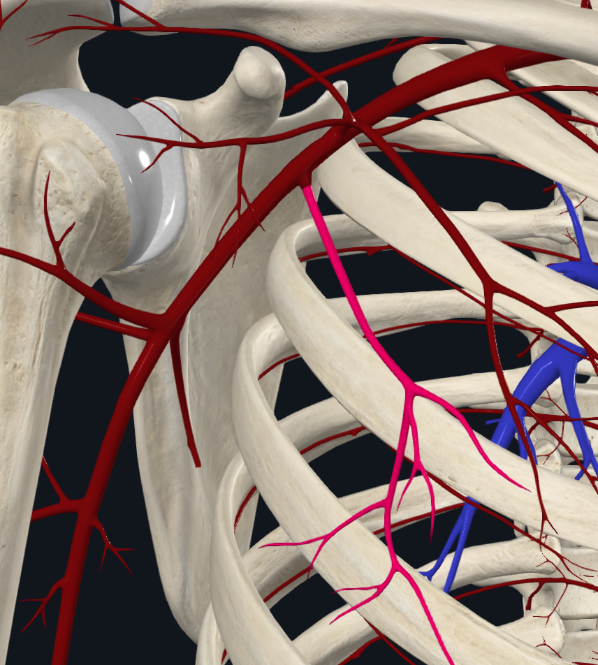 Lateral Thoracic Artery (Right)