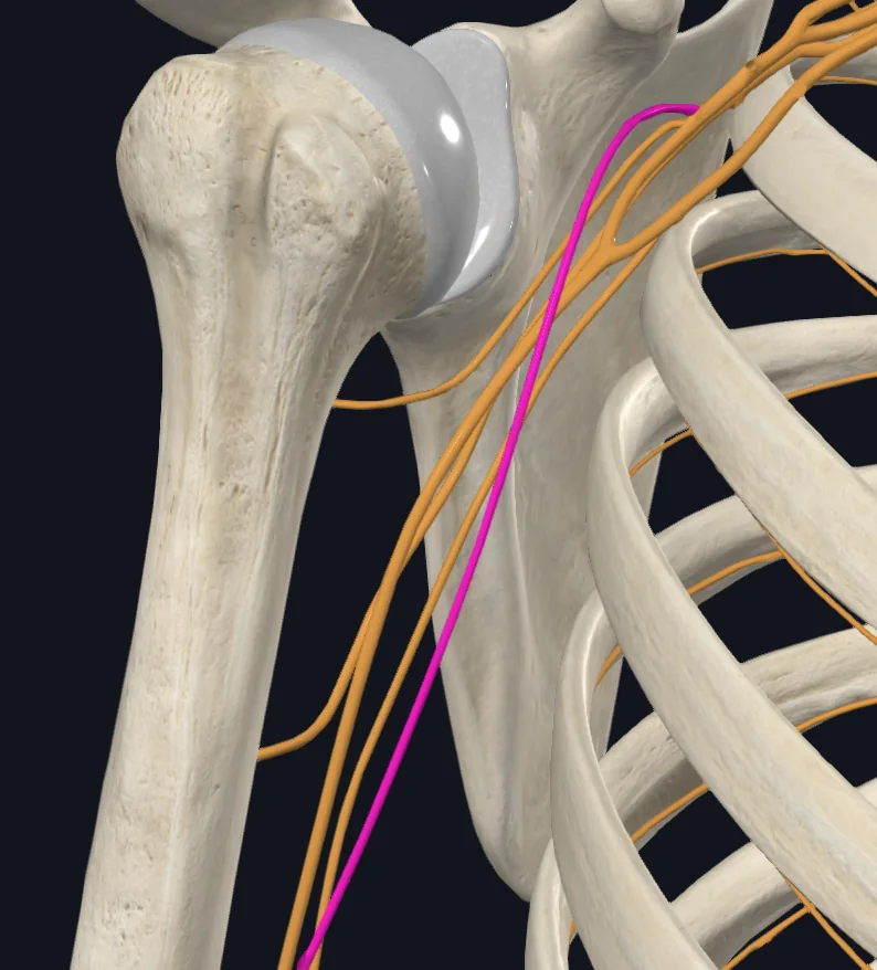 Musculocutaneous nerve (Right)