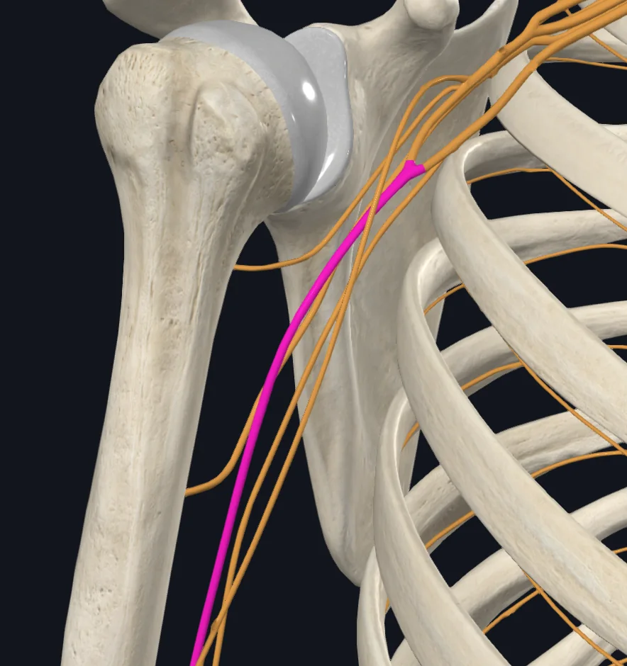 Median nerve (Right)